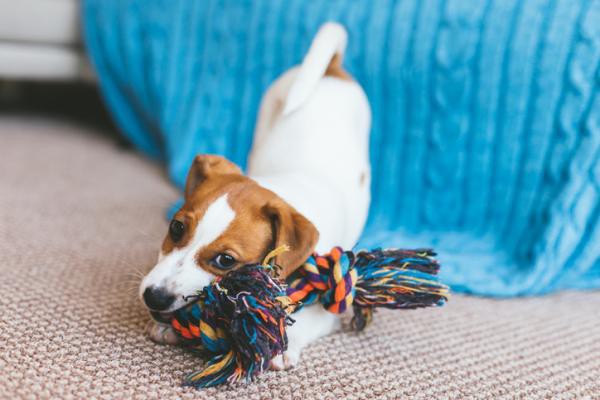 Los mejores juguetes para cachorros