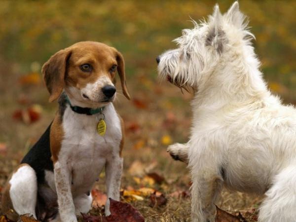 ¿Cómo se comunican los perros?