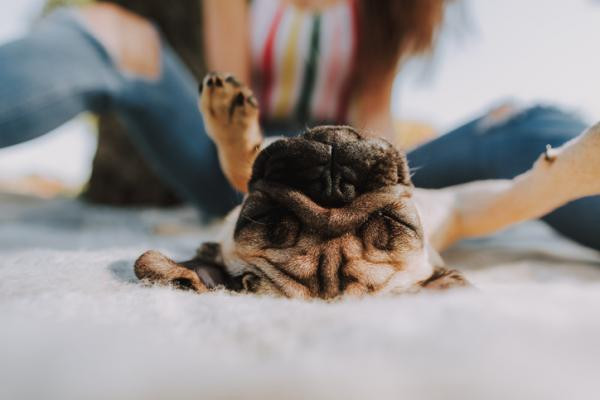 ¿Los perros tienen cosquillas?