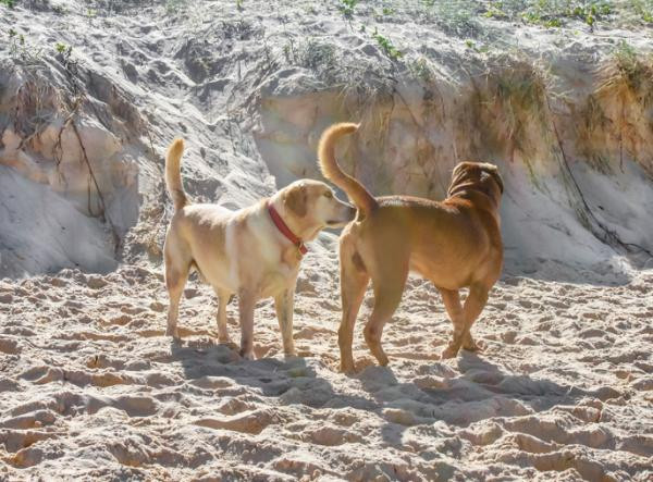 ¿Por qué los perros se huelen la cola?