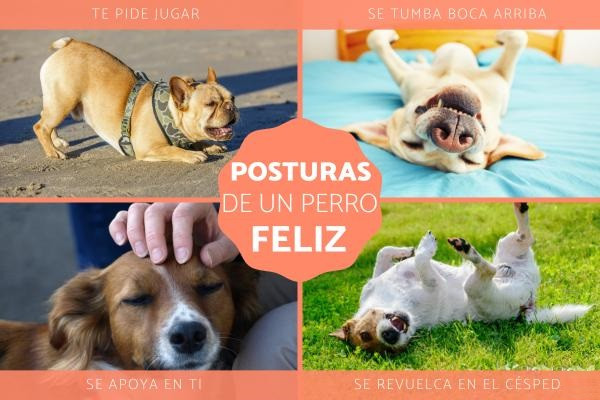 Posturas de un perro feliz