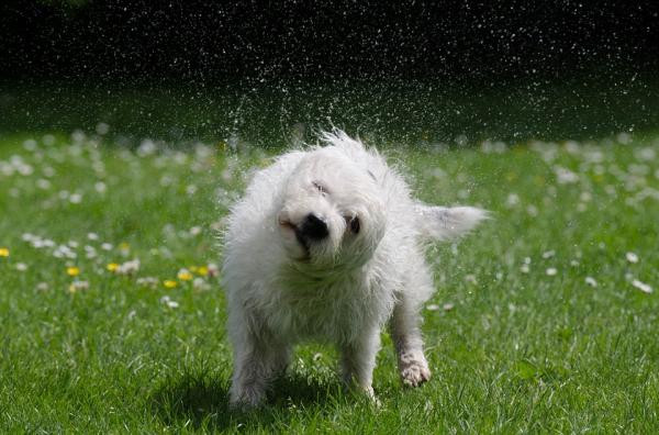 ¿Por qué se sacuden los perros?