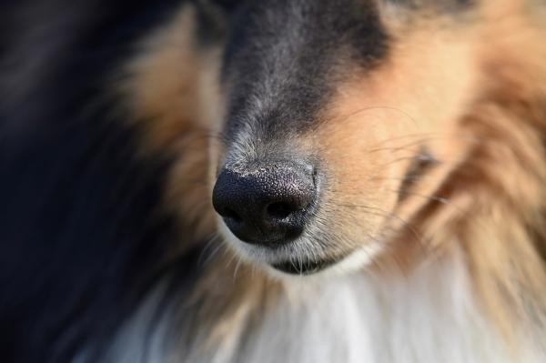 ¿Para qué sirven los bigotes de los perros?