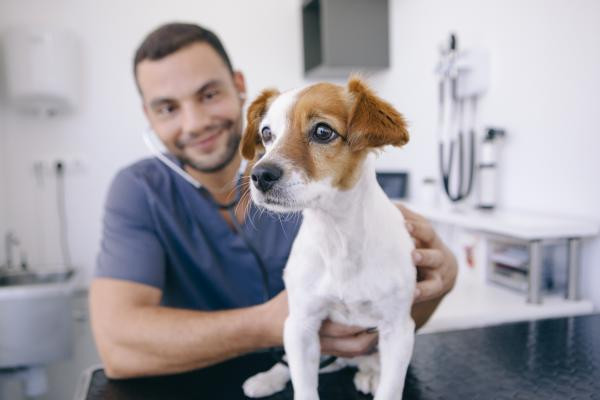 ¿Cómo cuidar la salud de mi perro?