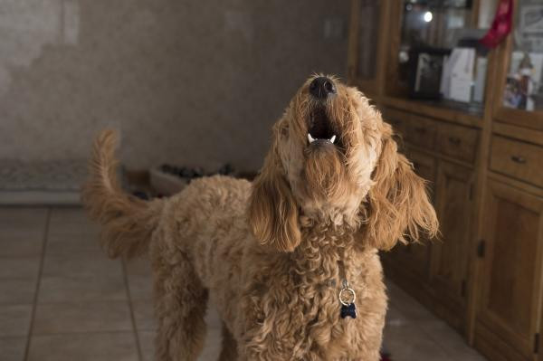 ¿Por qué mi perro ladra a algunas personas y a otras no?