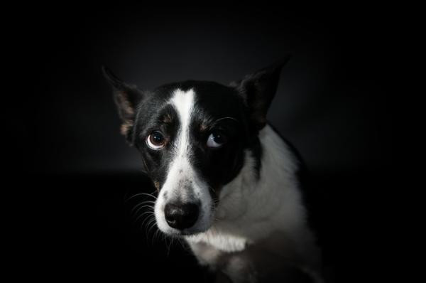 Ansiedad en perros - Síntomas y soluciones