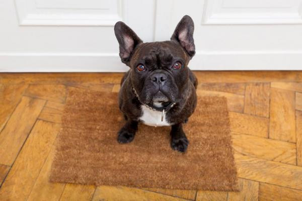 ¿Qué significa cuando un perro te sostiene la mirada?