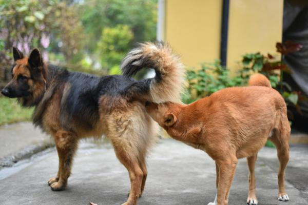 ¿A qué edad los perros pueden aparearse?