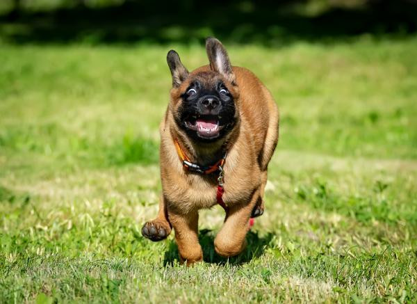 A mi perro le dan ataques de locura - Causas y qué hacer