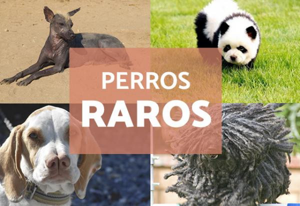 Los perros más raros del mundo