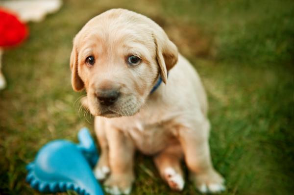 ¿Por qué los perros lloran?