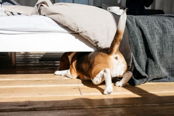 ¿Por qué a mi perro le gusta dormir debajo de mi cama?