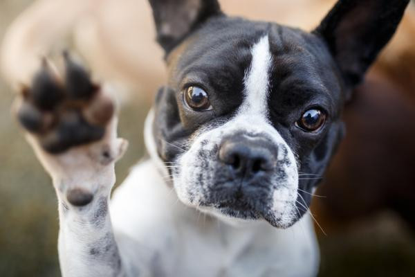 ¿Por qué a mi perro no le gusta que le toquen las patas?