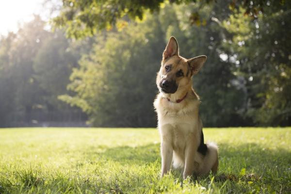 ¿Por qué los perros giran la cabeza cuando les hablas?