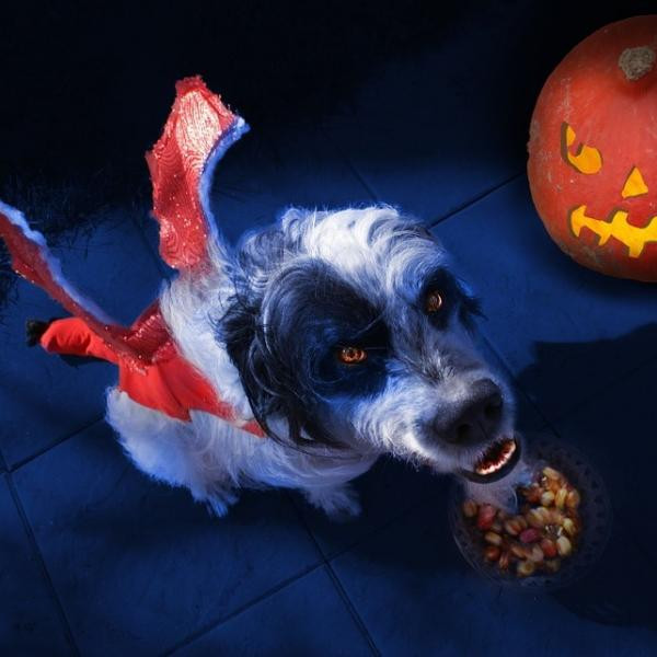 10 disfraces de Halloween para perros pequeños