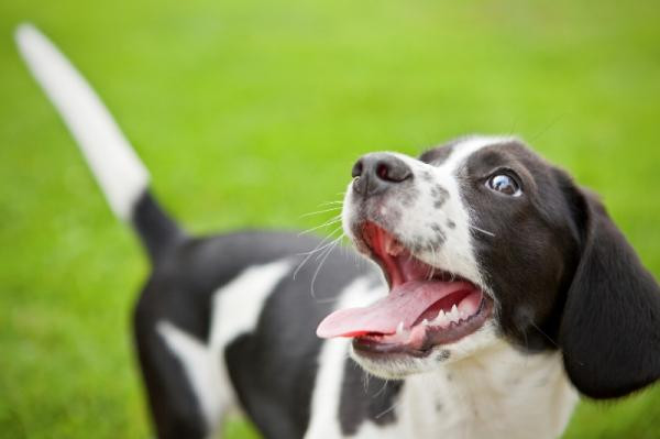 ¿Por qué los perros mueven la cola?