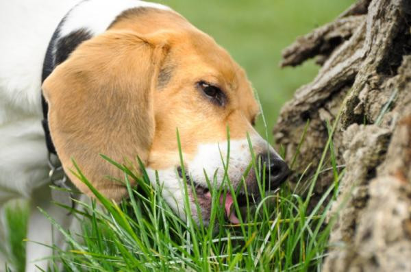 ¿Por qué los perros comen hierba?