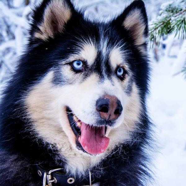 ¿Por qué a mi perro se le decolora la nariz?