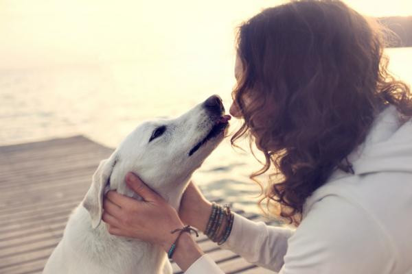 ¿Por qué lamen los perros?