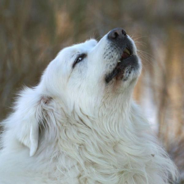 Qué significan los ladridos de mi perro