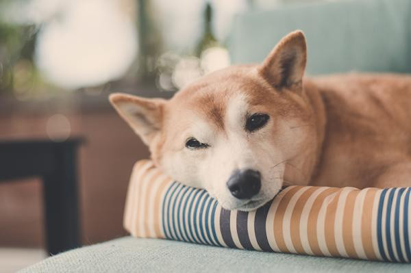 ¿Por qué los perros rascan la cama antes de acostarse?