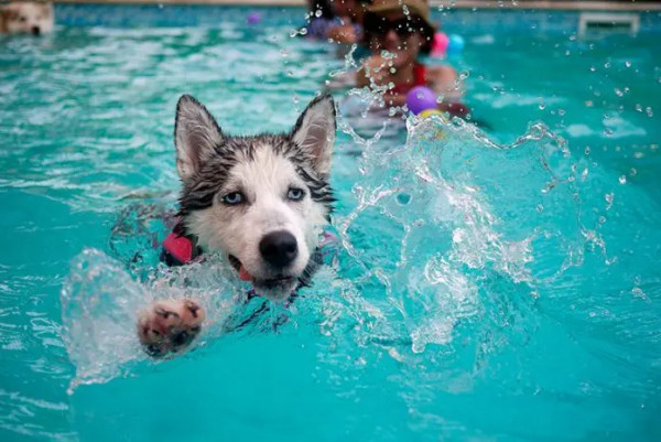 ¿Todos los perros saben nadar?