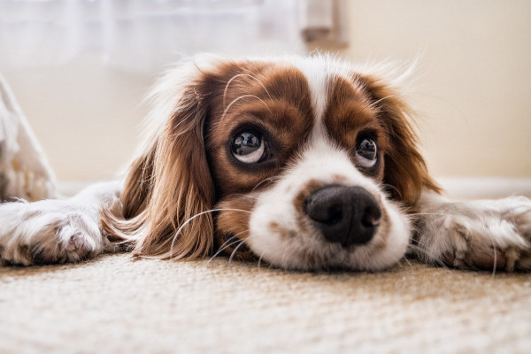 El extraordinario sentido del oído en el perro