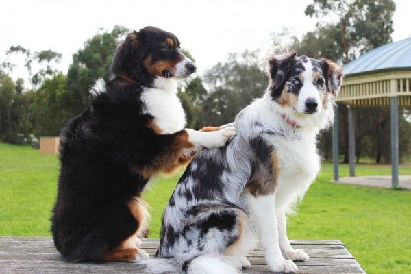 ¿Por qué los perros se quedan pegados cuando se aparean?