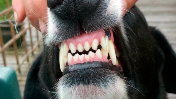 ¿Cuantos dientes tiene un perro o un cachorro?