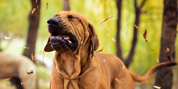 ¿Por qué estornudan los perros?