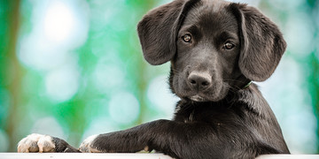 ¿Cuándo un perro deja de ser cachorro?