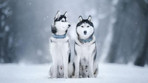 10 curiosidades sobre el husky siberiano