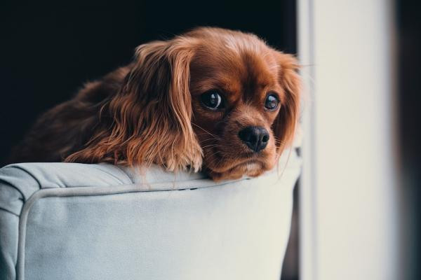 ¿Los perros tienen noción del tiempo?