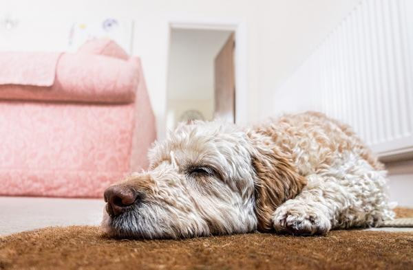 ¿Por qué mi perro tiembla cuando duerme?