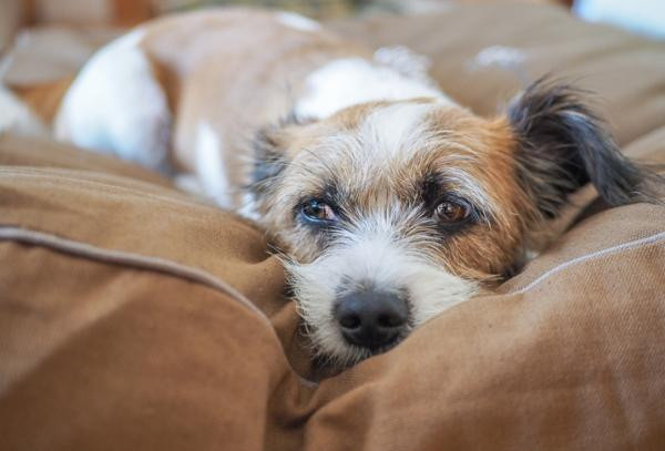 ¿Por qué mi perro no ladra nunca?