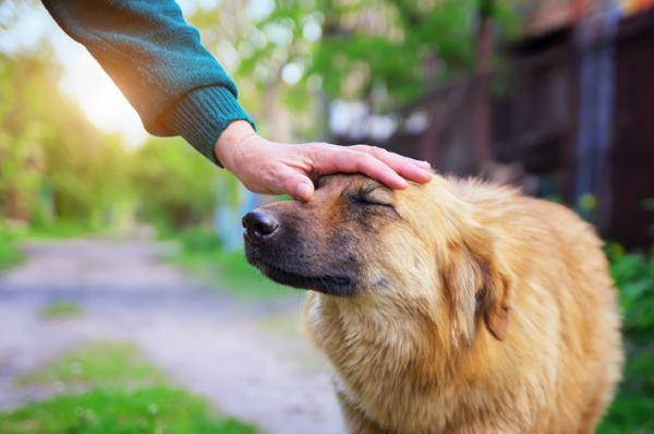 ¿Por qué mi perro baja las orejas cuando lo acaricio?