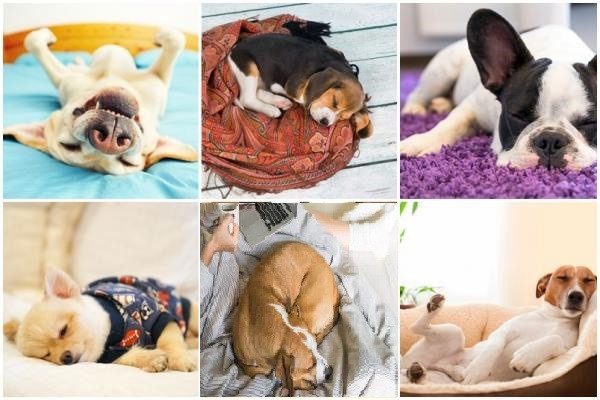 ¿Qué significan las posiciones de los perros para dormir?