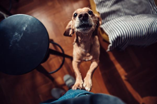 ¿Cómo saludan los perros?