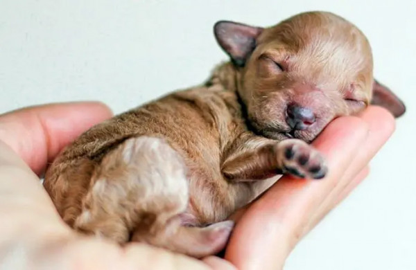 ¿A qué edad abren los ojos los cachorros?