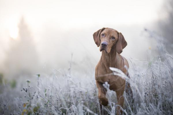 ¿Qué significa cuando un perro levanta la pata delantera?