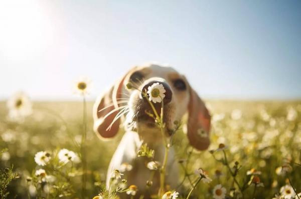 ¿Por qué mi perro huele todo en la calle?