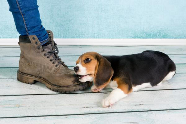 Mi perro me muerde los pies cuando camino - Causas y qué hacer