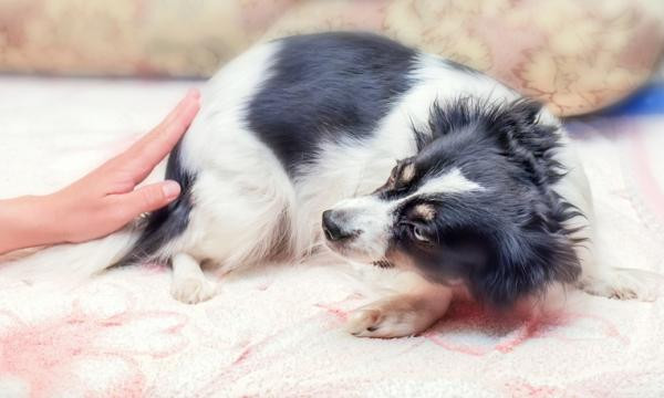 10 síntomas de miedo en los perros