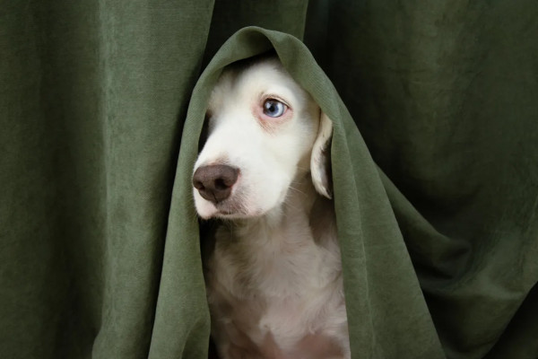 Los perros reflejan el estrés de sus dueños