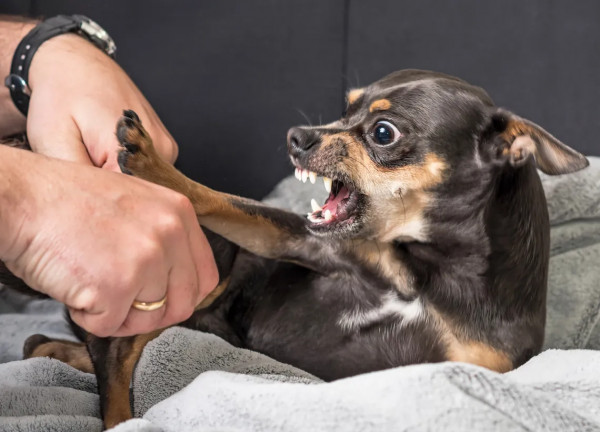 ¿Por qué los perros pequeños son tan feroces?