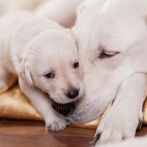 ¿Cuándo se destetan los perros cachorros?