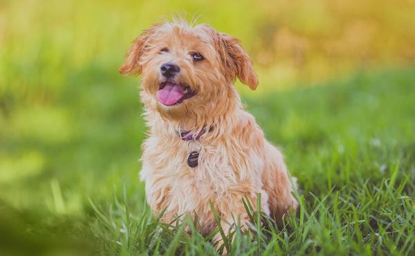 5 señales de que tu perro es feliz