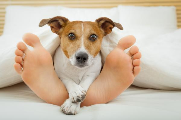 ¿Por qué a los perros les gusta dormir en los pies?