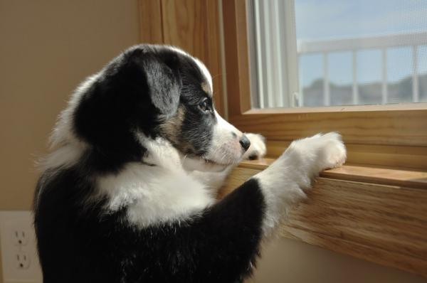 ¿Qué sienten los perros cuando les dejas solos en casa?