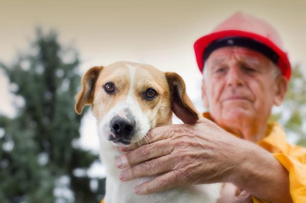 11 cosas que los perros pueden predecir